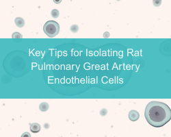 Key Tips for Isolating Rat Pulmonary Great Artery Endothelial Cells - cover